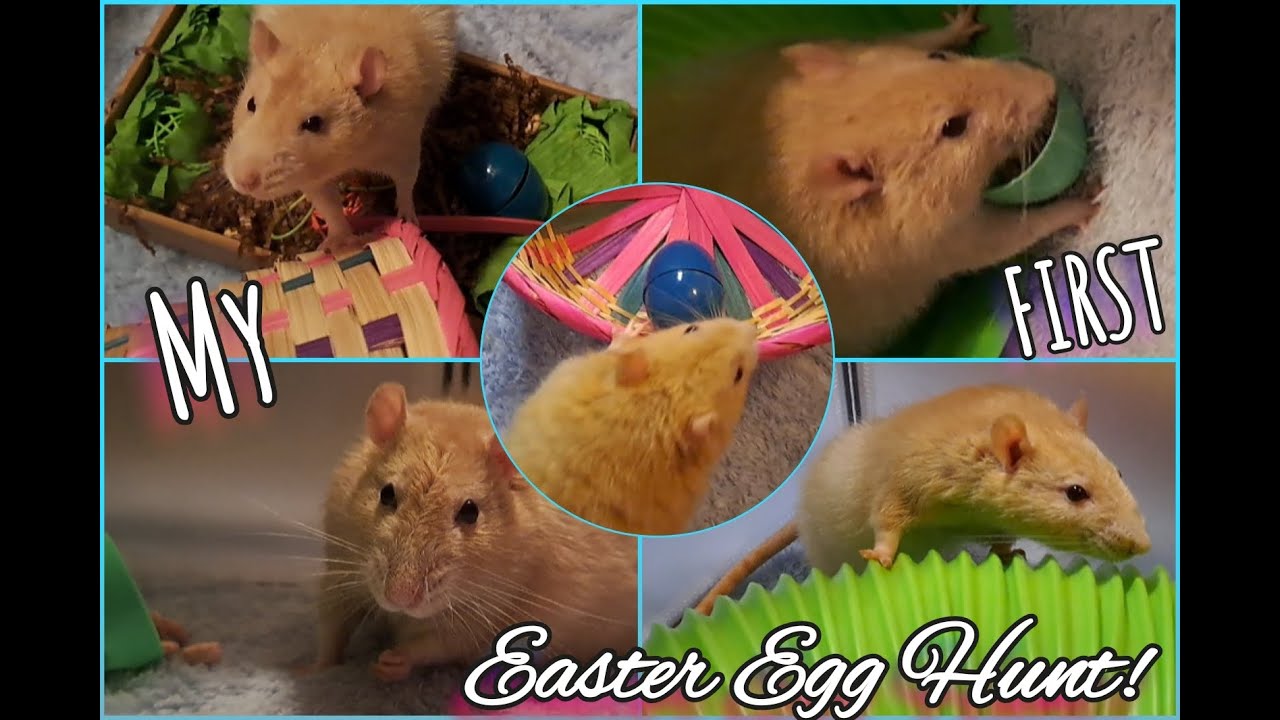 My First Easter Egg Hunt - YouTube