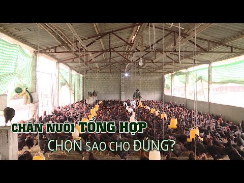 Chăn nuôi tổng hợp như thế nào cho đúng? 