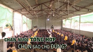 Chăn nuôi tổng hợp như thế nào cho đúng? | VTC16