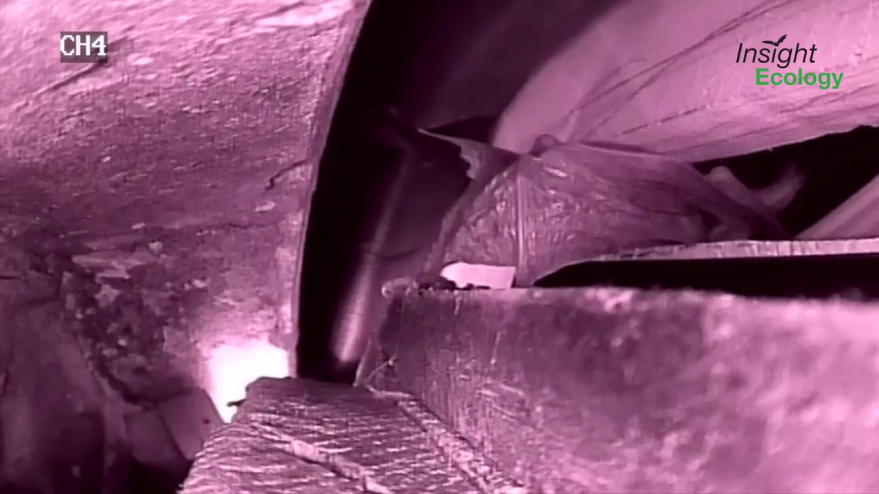 Bats in Churches Project - brown long-eared bat exploring the various artificial roost compartments.
