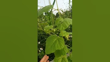 cây Lạc Tiên chữa  mất ngủ ,An thần #covenduongvlogs #caythuocnam #shorts #caythuocnam