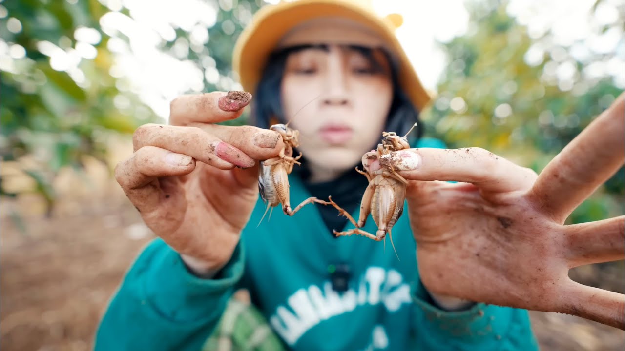 Đi Bắt Dế Mèn Dưới Hang Để Nướng Ăn