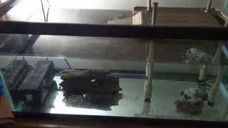 Penn Plax Turtle Dock - Unboxing & Review