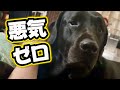 黒ラブが何食わぬ顔でやっていたこと