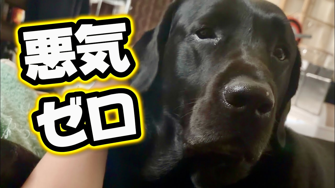 黒ラブが何食わぬ顔でやっていたこと