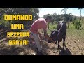 DOMANDO UMA NOVILHA BRAVA|ADB ESPECIAL DE 100K