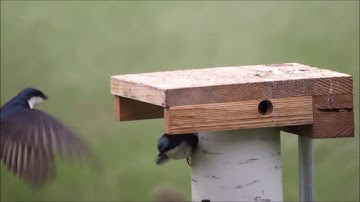 Tree Swallow Fledging ~ 060617