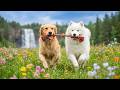 12 Hours of Dog Relaxation Music 🐶 Soothing Music for Dogs 💤 Perfect for Home Alone Dogs