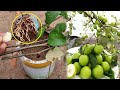 The effect of garlic on rooting jujube tree garden gardening fruit