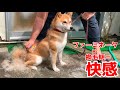 柴犬の換毛期ブラッシングは快感すぎてやめられません shiba inu