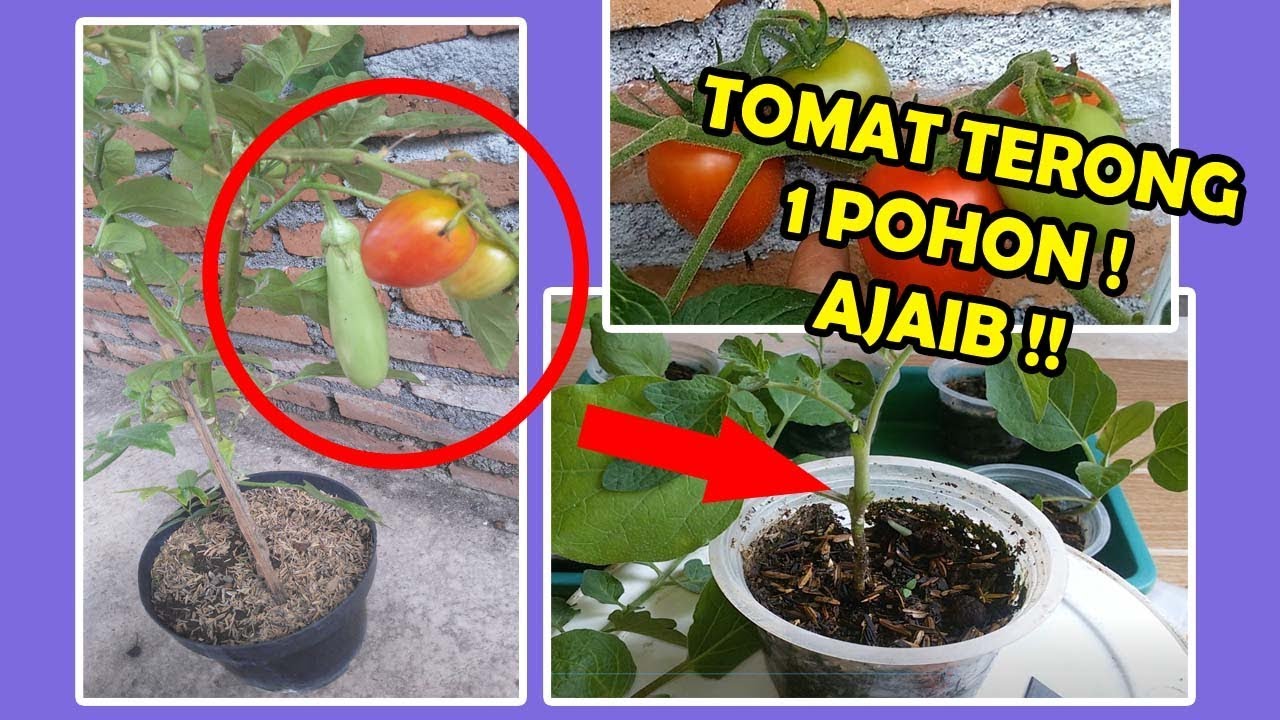 JOS ! HASIL SAMBUNG TOMAT&TERONG (TORONG) ! GRAFTING TOMATO ON EGGPLANT ;STEK;TANAM