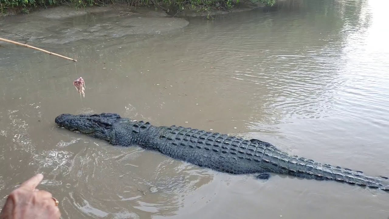 Brutus d Boss of Adelaide River Darwin NT.. Biggest saltwater Croc..PART 2 YouTube