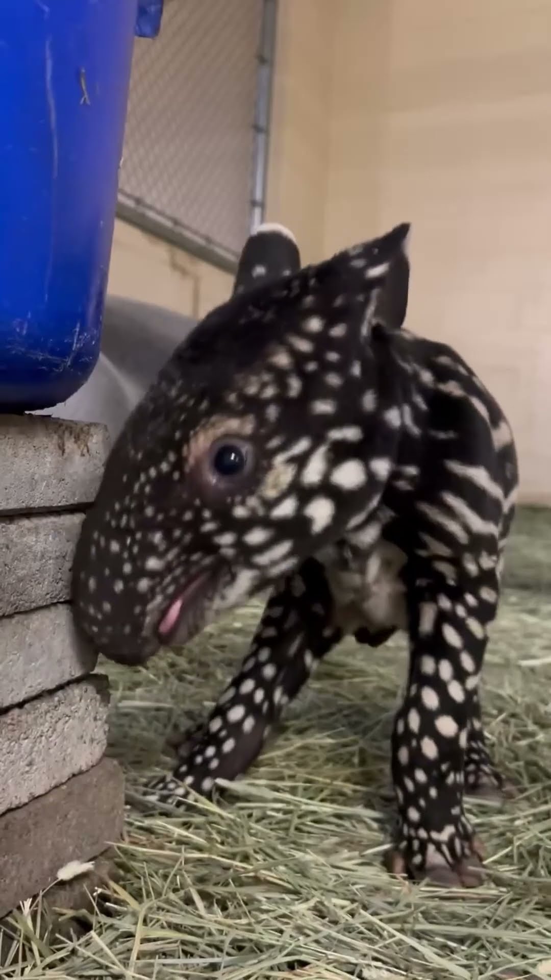 Baby Tapirs are Amazing