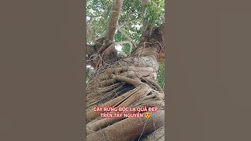 CÂY RỪNG ĐỘC LẠ QUÁ ĐẸP TRÊN TÂY NGUYÊN HÙNG VĨ.