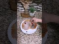 Sunvivi Waffle Maker