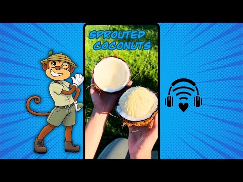 Sprouted coconuts ASMR | Harvesting Opening Eating