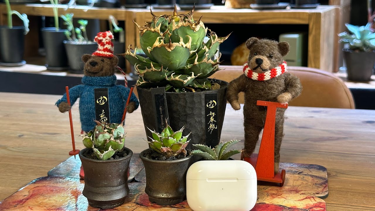 #086 【アガベ】ミニマムアガベへの道 極小サイズのアガベを作りたい