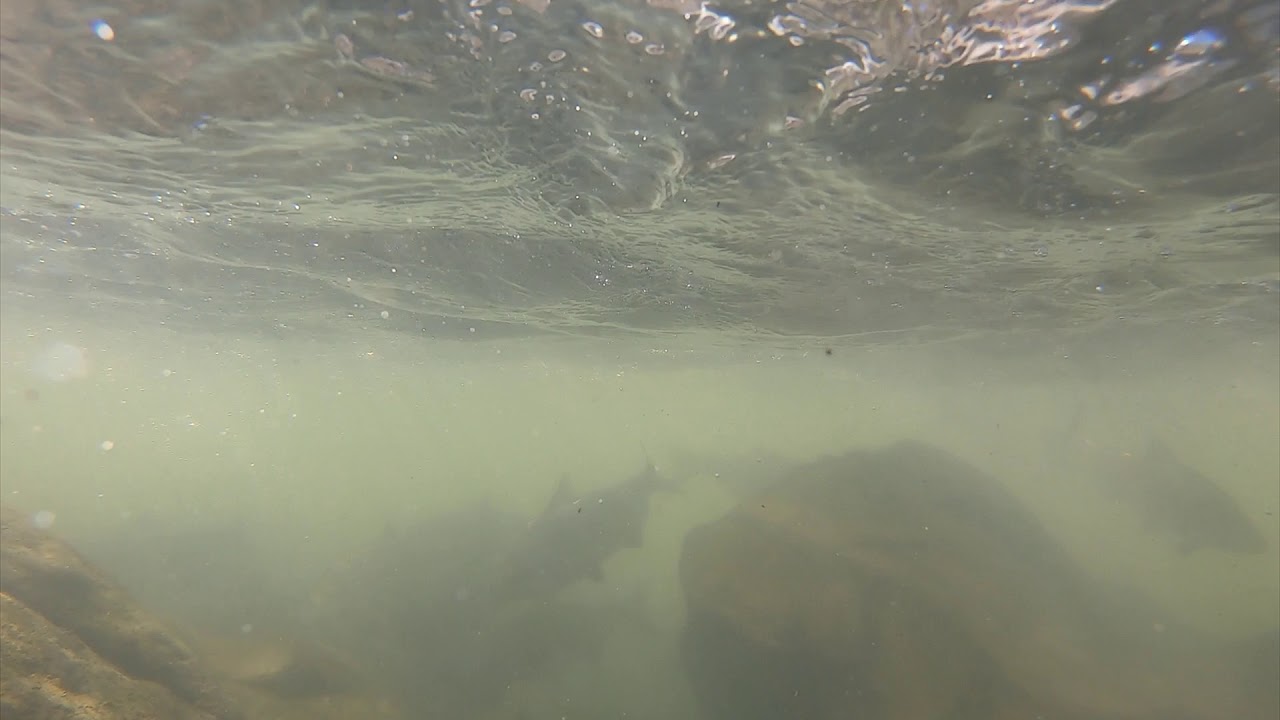 Gizzard Shad at Fletchers Cove Boathouse YouTube