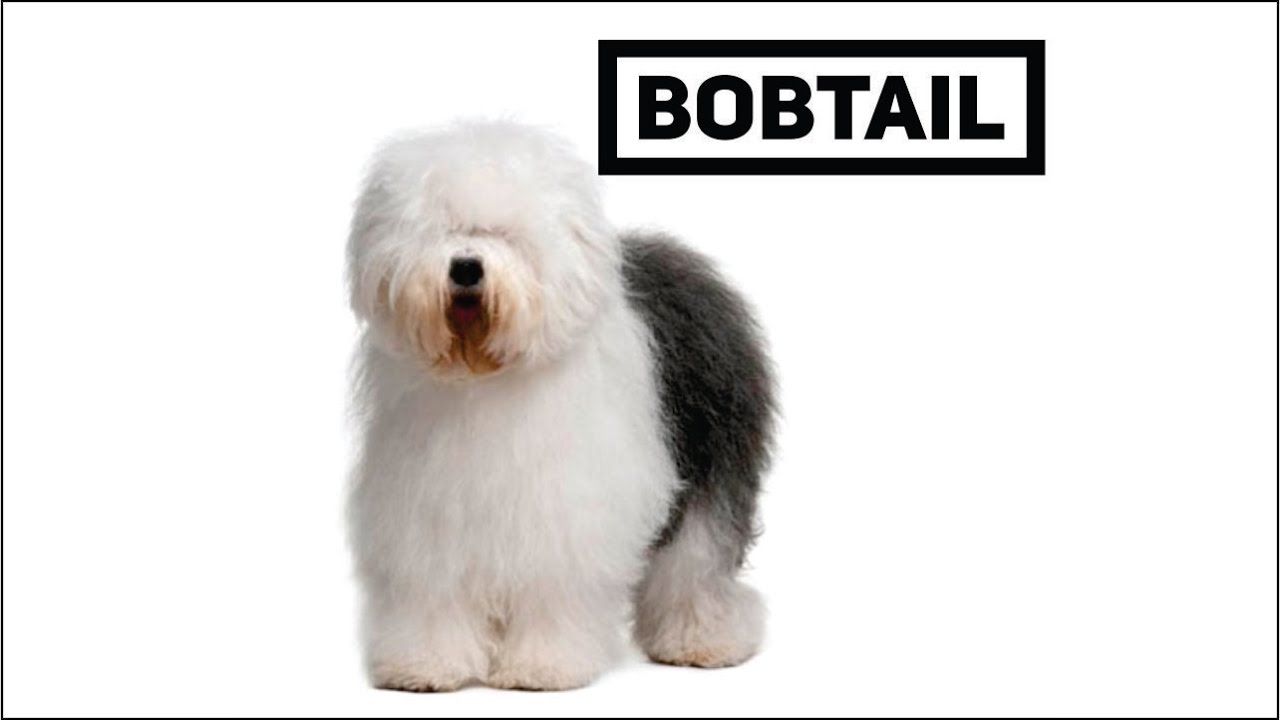 El Bobtail, también llamado Antiguo Pastor Inglés (Old English Sheepdog) -  Foro Full Aventura