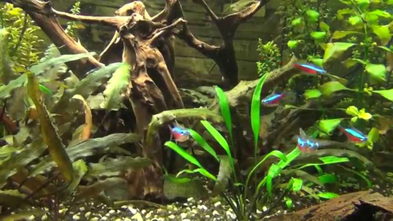 Zierfische im 200 Liter Aquarium mit Garnelen YouTube Zierfische im 200 Liter Aquarium mit Garnelen YouTube