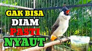 Gakbisa diam di pancing suara burung kutilang gacor memanggil lawan ini pasti nyaut Gacor kutilang
