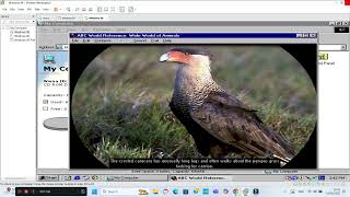 IVG - ABC World Reference Wide World Of Animals (08.01.2025)