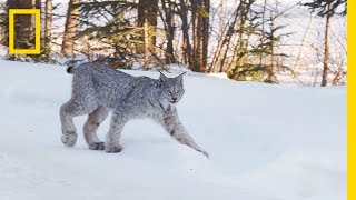 Snow DNA Reveals New Way to Track Animals in Winter | Short Film Showcase