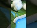 5 surprising facts about Silk  #Shorts #SilkFacts #Sericulture #Textiles #FashionTrivia#viral #facts