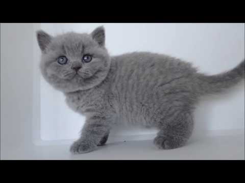 Wideo: Kociak Urodzony Z Nieperforowanym Odbytem Na Operację