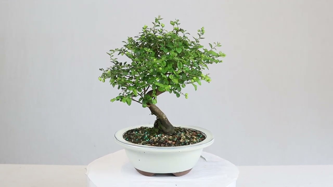 Brussel's Bonsai