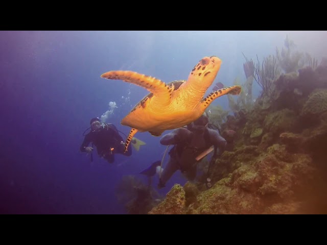 Belize Part 1- Lionfish Hunt 2017 by Viktor Popov