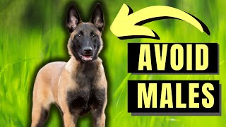 7 Reasons You SHOULD NOT Get A Male Belgian Malinois
