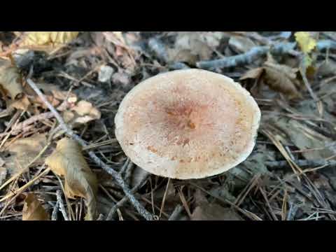 Lactarius quieticolor, October