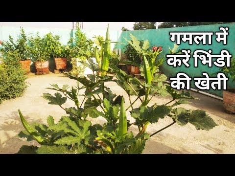 How To Grow Okra/Lady Finger/Bhindi in Pot // गमला में उगाये भिंडी