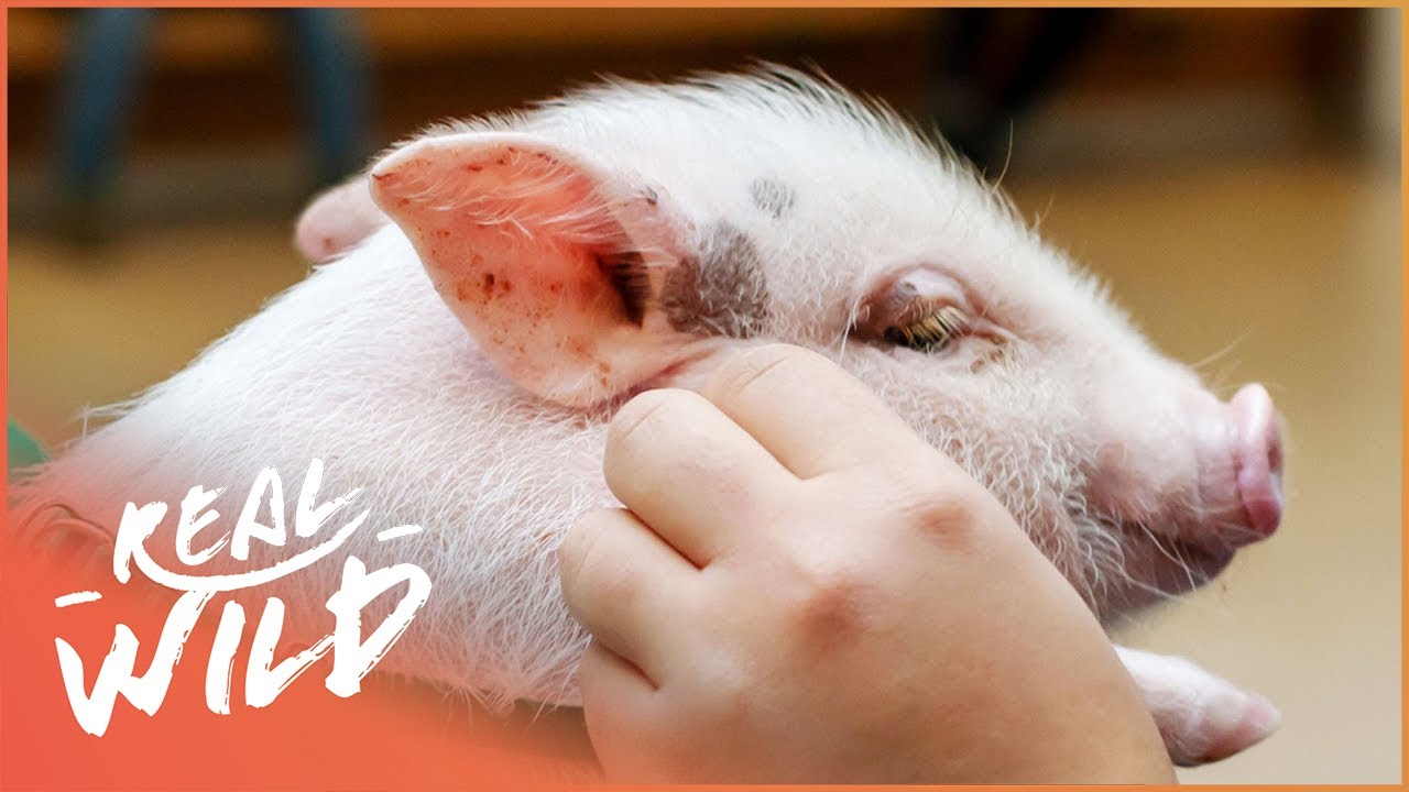 Britain's First Performing Little Pig!