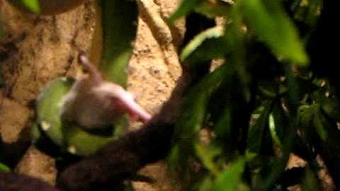 Rollersrights Snake Feeding 1