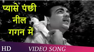 Video-Miniaturansicht von „Pyaase Pachni Neel Gagan Mein | Pyase Panchi (1961) | Mehmood | Ameeta | Jeevan“