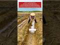 Why Farmers Cover Sugarcane with Plastic なぜ農家はビニールで覆うのか #farming #farm #agriculture