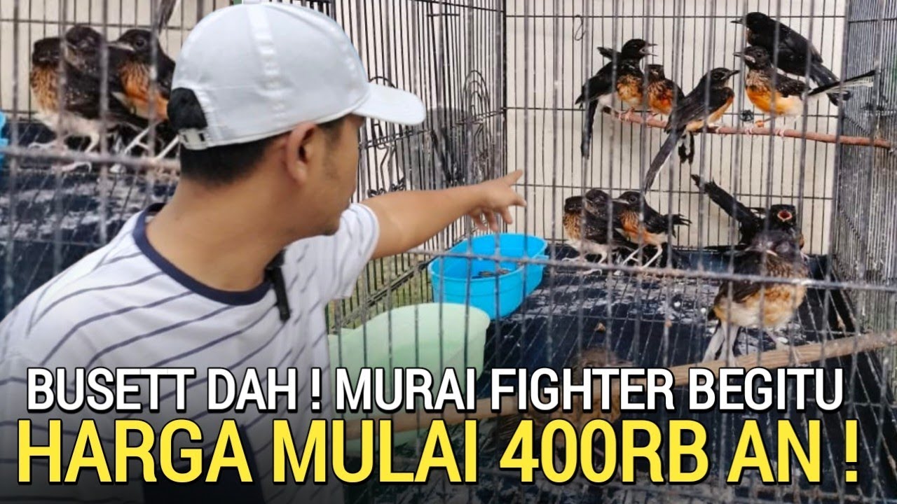 PROMO BIG SALE 💥 POTONGAN HARGA SAMPAI 150RB/EKOR MURAI BATU 400RB BETINA FIGHTER MENIT AKHIR 