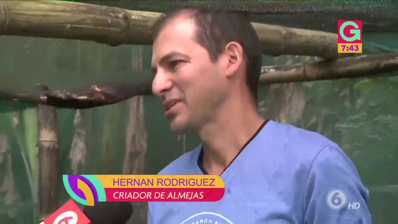 Visitamos un criadero de almejas en Palmares