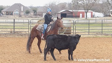 Blue Boon In Heaven - working cows #3 - ValleyViewRanch.net