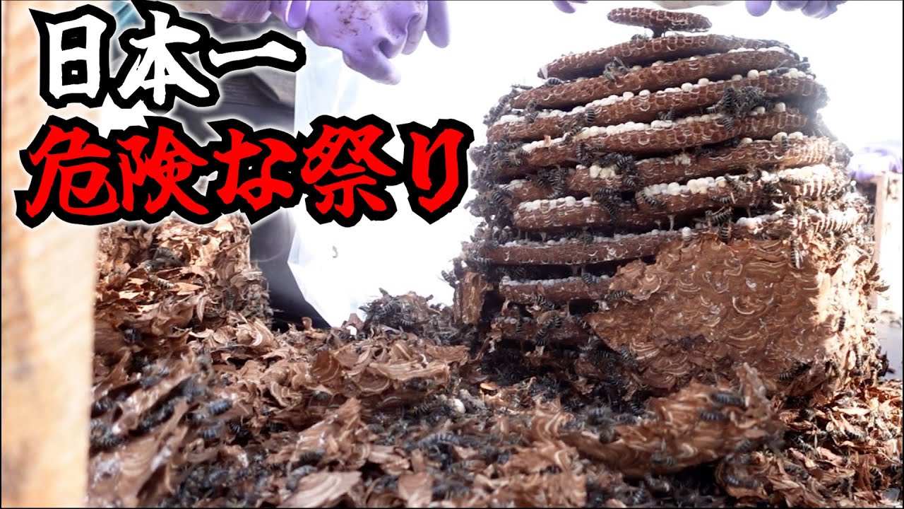 日本一危険な「スズメバチ祭り」に参加したら刺された