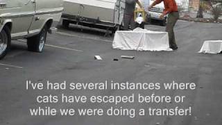 Drop Trapping three Cats with a release and two transfers