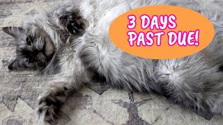Maine Coon Pregnancy & Birth: 7 Adorable Kittens Arrive (Maine Coon Breeding)