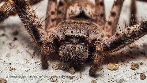 How to Focus Stack Macro Images in Zerene Stacker