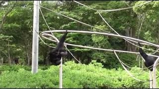 SIAMANGS GOING SO CRAZY WITH BRACHIATION AND BRACHIATION