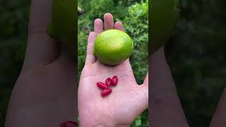 La Baie Du Miracle Médicaments