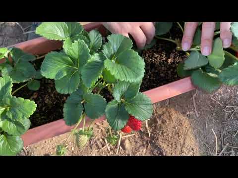 エンジェルバインの鉢植え育て方!初心者でも失敗しない7つのコツ