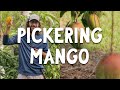 Mango You Need To Grow ASAP Mango You Need To Grow ASAP