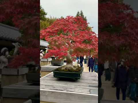 Видео: Има ли в Япония дървета от секвоя?